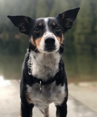 Illustration de l'article : Dans un message poignant, l’actrice Hilary Swank annonce la perte de son compagnon à 4 pattes (vidéo)