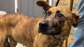 Illustration de l'article : "Le chien le plus insaisissable" met fin à sa fugue en se rendant là où personne ne l’attendait