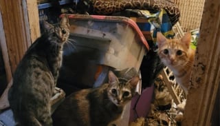 Illustration de l'article : « Ils vivaient au milieu d’une montagne de déchets », 14 chats sont retirés d’un logement insalubre pour retrouver enfin un foyer sûr