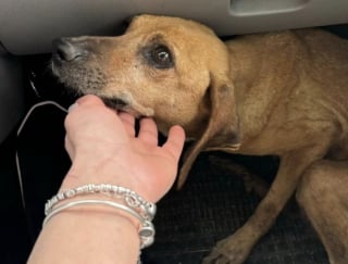 Illustration de l'article : Retrouvée en gestation au bord d’une route, cette chienne fait une rencontre déterminante qui lui permet de reprendre confiance en elle