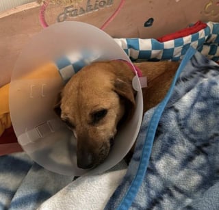 Illustration de l'article : Retrouvée en gestation au bord d’une route, cette chienne fait une rencontre déterminante qui lui permet de reprendre confiance en elle