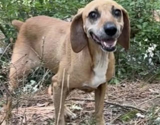 Illustration de l'article : Retrouvée en gestation au bord d’une route, cette chienne fait une rencontre déterminante qui lui permet de reprendre confiance en elle