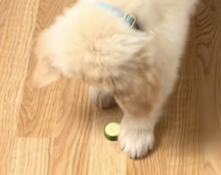 Illustration de l'article : En pleine découverte du monde, ce chiot jette son dévolu sur un légume et s’en sert d’amusant jouet (vidéo)