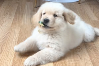 Illustration de l'article : En pleine découverte du monde, ce chiot jette son dévolu sur un légume et s’en sert d’amusant jouet (vidéo)