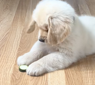 Illustration de l'article : En pleine découverte du monde, ce chiot jette son dévolu sur un légume et s’en sert d’amusant jouet (vidéo)
