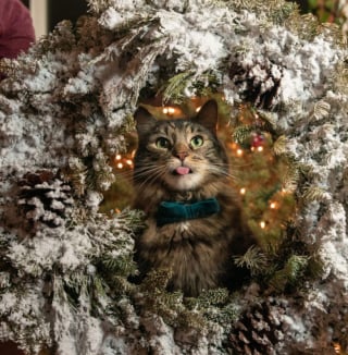 Illustration de l'article : 20 photos dr&ocirc;les d&rsquo;animaux qui n&rsquo;ont pas h&eacute;sit&eacute; &agrave; mettre leur petit grain de sel lors des f&ecirc;tes de fin d&rsquo;ann&eacute;e