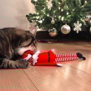 Illustration de l'article : 20 photos dr&ocirc;les d&rsquo;animaux qui n&rsquo;ont pas h&eacute;sit&eacute; &agrave; mettre leur petit grain de sel lors des f&ecirc;tes de fin d&rsquo;ann&eacute;e