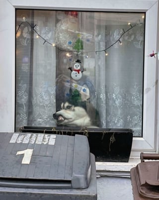 Illustration de l'article : 20 photos dr&ocirc;les d&rsquo;animaux qui n&rsquo;ont pas h&eacute;sit&eacute; &agrave; mettre leur petit grain de sel lors des f&ecirc;tes de fin d&rsquo;ann&eacute;e