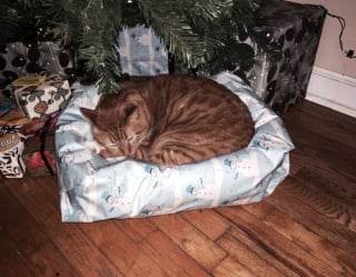 Illustration de l'article : 20 photos dr&ocirc;les d&rsquo;animaux qui n&rsquo;ont pas h&eacute;sit&eacute; &agrave; mettre leur petit grain de sel lors des f&ecirc;tes de fin d&rsquo;ann&eacute;e