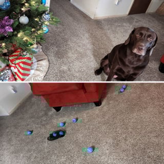 Illustration de l'article : 20 photos dr&ocirc;les d&rsquo;animaux qui n&rsquo;ont pas h&eacute;sit&eacute; &agrave; mettre leur petit grain de sel lors des f&ecirc;tes de fin d&rsquo;ann&eacute;e