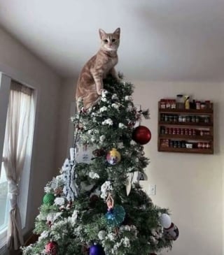 Illustration de l'article : 20 photos dr&ocirc;les d&rsquo;animaux qui n&rsquo;ont pas h&eacute;sit&eacute; &agrave; mettre leur petit grain de sel lors des f&ecirc;tes de fin d&rsquo;ann&eacute;e