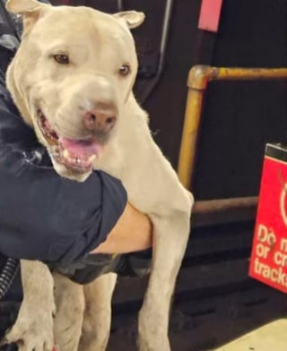 Illustration de l'article : Dans les tunnels du métro, plusieurs employés coordonnent leurs efforts pour sécuriser un chien en fuite et paniqué sur la voie