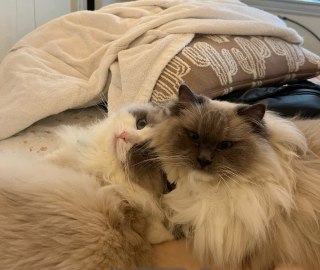 Illustration de l'article : Cette jeune femme pense adopter son premier chat, mais se retrouve avec une portée de 4 chatons quelques mois plus tard (vidéo)