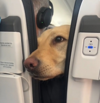 Illustration de l'article : Terrifiée à l'idée de voyager en avion, une passagère rencontre un chien à bord qui lui fait oublier sa peur (vidéo)