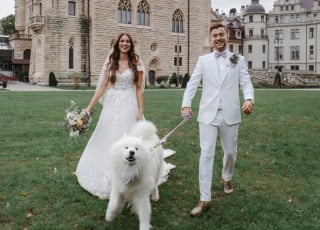 Illustration de l'article : Ses maîtres lui confient leurs alliances de mariage, mais ce Samoyède a d’autres projets en tête (vidéo)