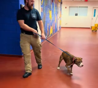 Illustration de l'article : Personne ne voulait de cette chienne de 10 ans au refuge, mais ses yeux pétillants n’ont pas laissé tout le monde indifférent 