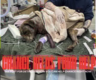 Illustration de l'article : Après une attaque au couteau, ce chien courageux reprend des forces dans une famille d’accueil aimante et attentive