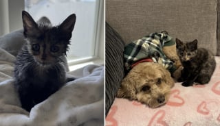 Illustration de l'article : Coincé dans un mur en construction, un chaton est retrouvé in extremis par un chef de chantier décidé à mettre toutes les chances de son côté (vidéo)