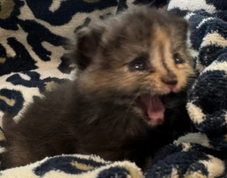 Illustration de l'article : Coincé dans un mur en construction, un chaton est retrouvé in extremis par un chef de chantier décidé à mettre toutes les chances de son côté (vidéo)