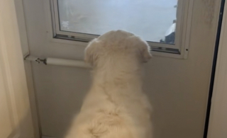 Illustration de l'article : Cette Golden Retriever qui rêvait d’avoir un petit frère explose de joie lorsqu’elle l’aperçoit pour la première fois (vidéo)