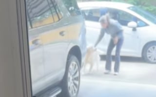 Illustration de l'article : Cette Golden Retriever qui rêvait d’avoir un petit frère explose de joie lorsqu’elle l’aperçoit pour la première fois (vidéo)