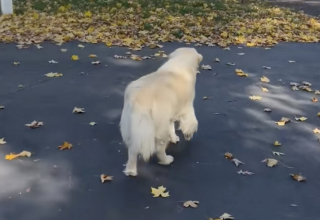 Illustration de l'article : Abandonn&eacute;e &agrave; plusieurs reprises, cette chienne de sauvetage rejet&eacute;e au lendemain des f&ecirc;tes est devenue une v&eacute;ritable star dans son quartier (vid&eacute;o)