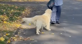 Illustration de l'article : Abandonn&eacute;e &agrave; plusieurs reprises, cette chienne de sauvetage rejet&eacute;e au lendemain des f&ecirc;tes est devenue une v&eacute;ritable star dans son quartier (vid&eacute;o)