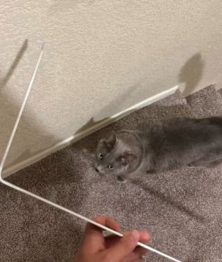 Illustration de l'article : Son chat s’enferme pour la deuxième fois dans la salle de bain, il place son téléphone sous la porte pour voir ce qu’il manigance (vidéo) 