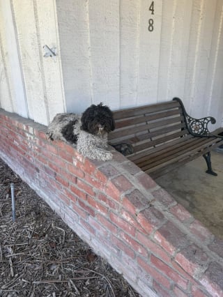 Illustration de l'article : Une chienne ne comprend pas qu’elle a été abandonnée et refuse de quitter l’endroit où elle se trouve quand une bienfaitrice vient la chercher