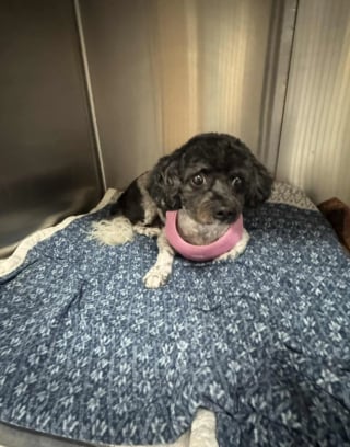 Illustration de l'article : Une chienne ne comprend pas qu’elle a été abandonnée et refuse de quitter l’endroit où elle se trouve quand une bienfaitrice vient la chercher 