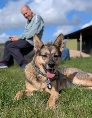 Illustration de l'article : Cette chienne qui se laissait à peine caresser est désormais le pilier de son maître atteint de Parkinson