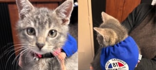 Illustration de l'article : "Ca crée du lien, surtout pour les jeunes victimes", ce chaton policier fait déjà la différence au commissariat devenu sa maison après son abandon