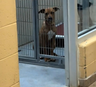 Illustration de l'article : Grâce à une bénévole, cette chienne de refuge découvre l'amour et la liberté le temps d'une journée (vidéo)