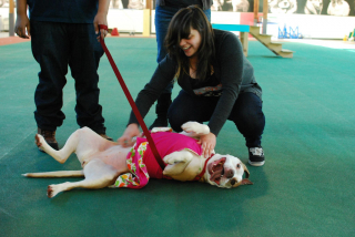 Illustration de l'article : En mémoire à la chienne la plus ancienne du refuge, le personnel crée une fresque murale unique avec son portrait