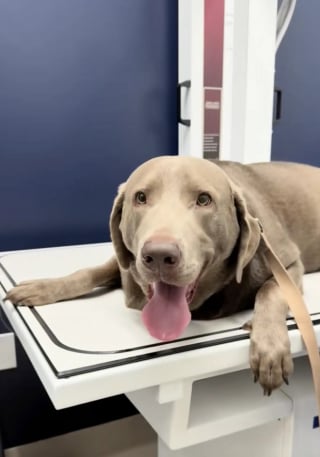 Illustration de l'article : Incapable de retrouver sa bague de fiançailles, elle suspecte son chien et l'emmène chez le vétérinaire pour en avoir le cœur net 