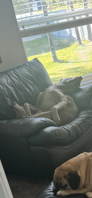 Illustration de l'article : Incapable de retrouver sa bague de fiançailles, elle suspecte son chien et l'emmène chez le vétérinaire pour en avoir le cœur net 