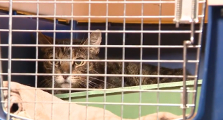 Illustration de l'article : Son chat disparaît dans sa chambre d’hôtel, il reçoit un coup de fil déroutant quelques mois plus tard 