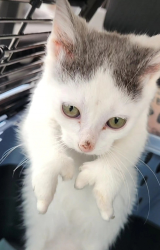 Illustration de l'article : Avec leurs pattes en forme de pinces de crabe, ces 3 chatons attendrissants cherchent désormais leur famille 