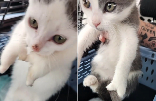 Illustration de l'article : Avec leurs pattes en forme de pinces de crabe, ces 3 chatons attendrissants cherchent désormais leur famille 