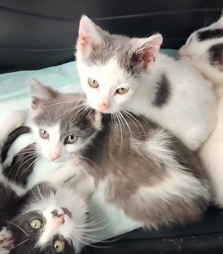 Illustration de l'article : Avec leurs pattes en forme de pinces de crabe, ces 3 chatons attendrissants cherchent désormais leur famille 