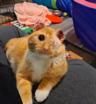 Illustration de l'article : Ce chat, qui a perdu ses oreilles et sa queue à cause d’engelures, n’aura plus jamais à subir le froid