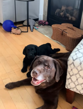 Illustration de l'article : Depuis que ce Labrador &acirc;g&eacute; a accueilli un petit fr&egrave;re, il a retrouv&eacute; toute sa vitalit&eacute; de chiot (vid&eacute;o)