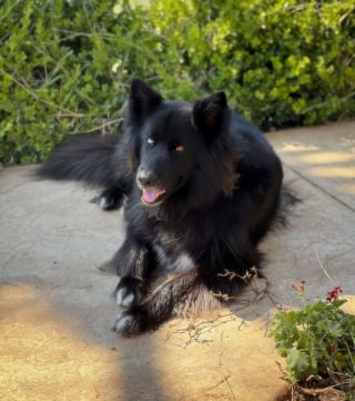 Illustration de l'article : Dès qu'il plonge ses pattes dans l'eau, cet imposant croisé Berger Allemand voit les carpes Koï se précipiter vers lui (vidéo)