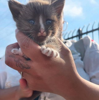 Illustration de l'article : Elle surveille longuement un chaton seul sur un parking, comprend que sa m&egrave;re ne reviendra pas et d&eacute;cide d'intervenir (vid&eacute;o)