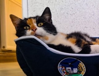 Illustration de l'article : Blessée et affamée, cette jeune chatte se réfugie au sein d’une gendarmerie sans savoir qu’elle a trouvé son foyer pour la vie