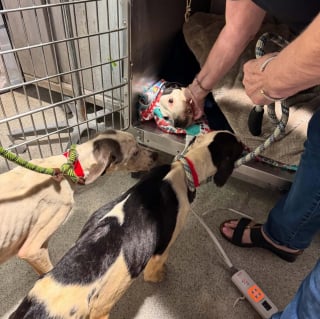 Illustration de l'article : La vérité rattrape la prétendue sauveuse de 3 chiens victimes de négligence extrême, 2 autres découverts chez elle