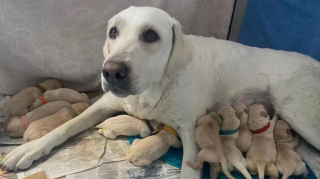 Illustration de l'article : "J'étais sous le choc", une chienne accouche prématurément de 14 chiots chez la soeur de son propriétaire parti en vacances