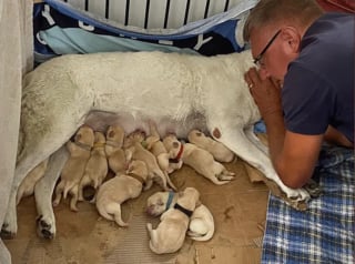 Illustration de l'article : "J'étais sous le choc", une chienne accouche prématurément de 14 chiots chez la soeur de son propriétaire parti en vacances