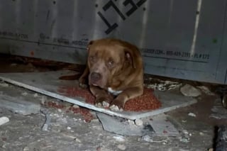 Illustration de l'article : Elle sauve un chien abandonné chez ses voisins et découvre qu'une autre âme en détresse espérait aussi une main tendue (vidéo)