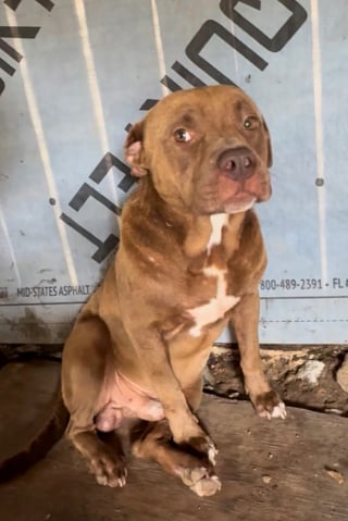 Illustration de l'article : Elle sauve un chien abandonné chez ses voisins et découvre qu'une autre âme en détresse espérait aussi une main tendue (vidéo)